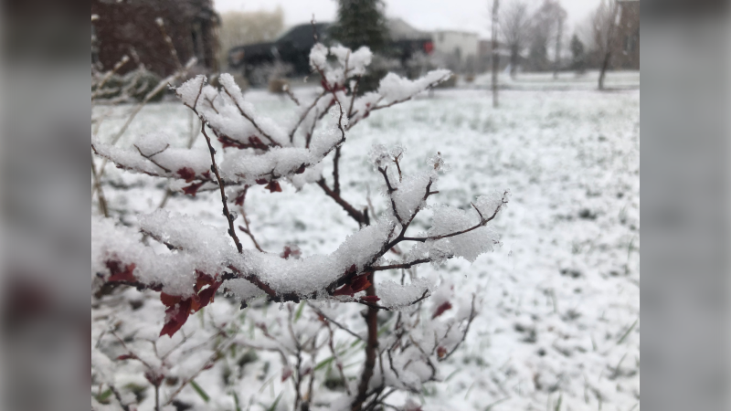 Snow in Windsor, Ont. on Monday, April 18, 2022. (Lori Berg/CTV Windsor)