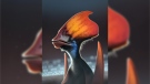 This is an artist's illustration of the colourful feathered pterosaur Tupandactylus. (Bob Nicholls via CNN)