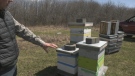 Andre Pilon in his bee yard in Arnprior. Pilon says across his three local bee yards he cared for 70 colonies, 62 of which have now died. (Dylan Dyson/CTV News Ottawa)