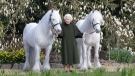 In this photo released by Royal Windsor Horse Show on Wednesday, April 20, 2022 and taken in March 2022, U.K.'s Queen Elizabeth II poses for a photo with her Fell ponies Bybeck Nightingale, right, and Bybeck Katie on the grounds of Windsor Castle in Windsor. Queen Elizabeth II is marking her 96th birthday privately on Thursday, retreating to the Sandringham estate in eastern England that has offered the monarch and her late husband, Prince Philip, a refuge from the affairs of state. (henrydallalphotography.com/Royal Windsor Horse Show via AP)