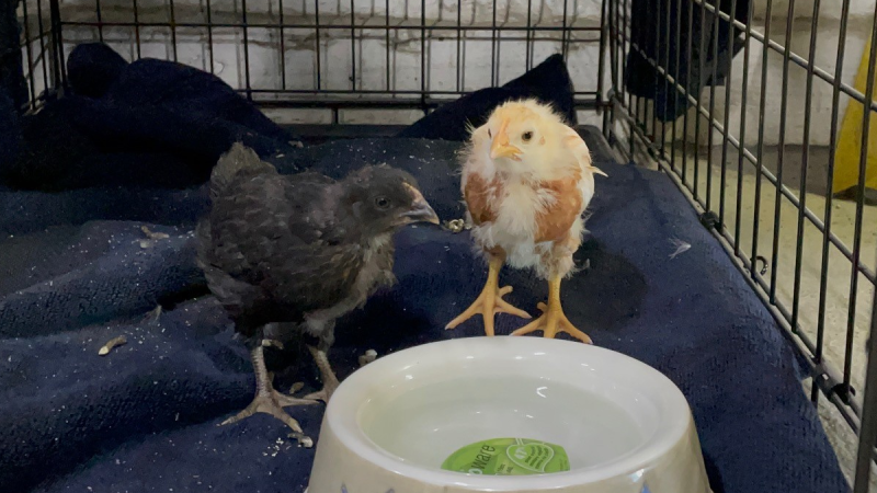 Ottawa Bylaw Services says two chickens were found in Nepean on Thursday. (Photo courtesy: Ottawa Bylaw Services) 