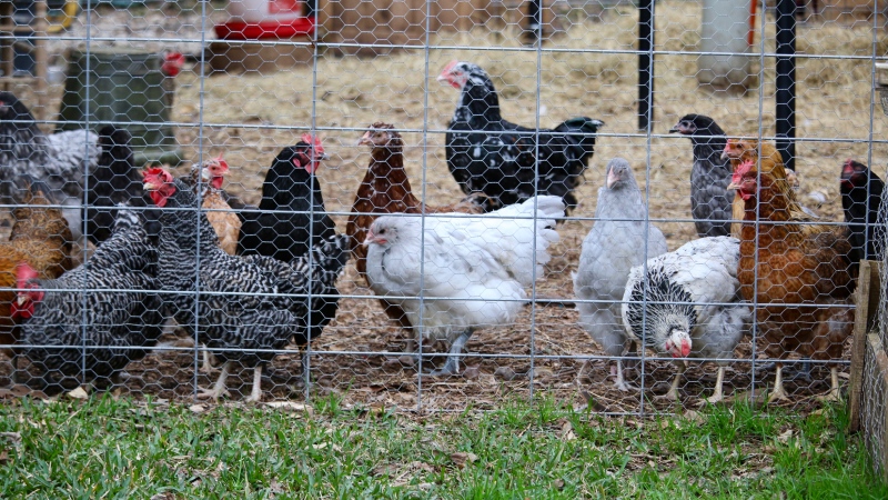 Backyard flock of chickens is seen in this undated image. (Shutterstock)