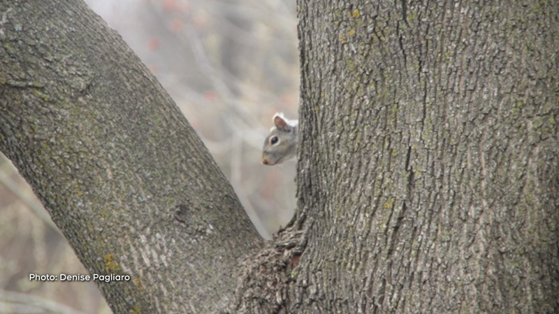 An adorable little visitor here in Manotick. (Denise Pagliaro/CTV Viewer)