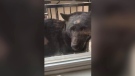 A black bear is pictured outside Melinda Mills' window in Nanaimo, B.C. (Submitted)