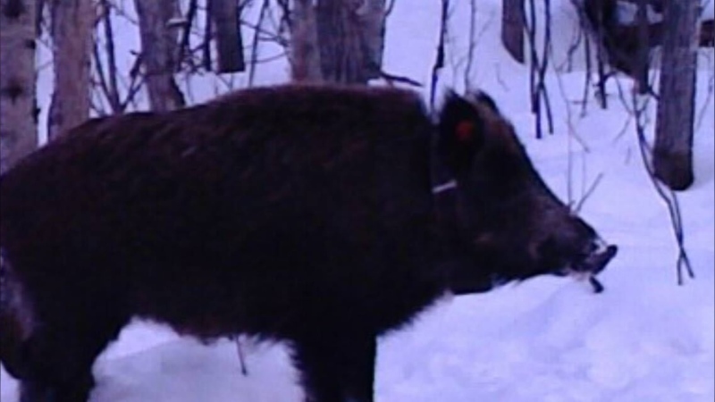 An invasive wild pig is seen in an undated image.  (Photo source: Ryan Brook/University of Saskatchewan)