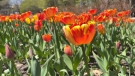 Tulips in bloom at Commissioners Park in Ottawa. (Dave Charbonneau/CTV News Ottawa)