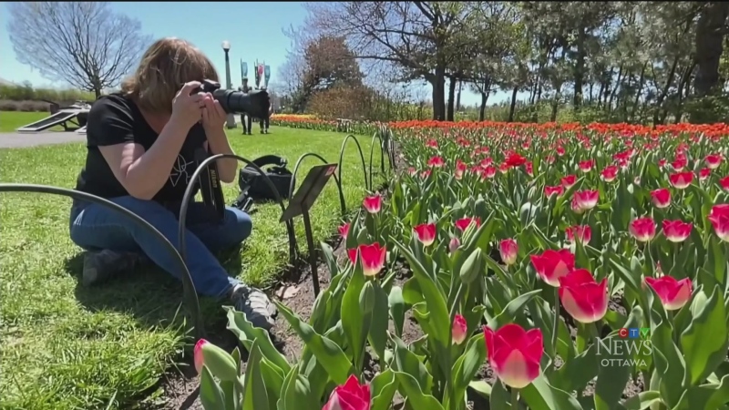 First in-person Tulip Festival is expected to draw big crowds (and one very special guest).  CTV’s Dave Charbonneau reports.
