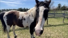Horse owners in Quyon, Que. are raising the alarm about the impact of language laws as they lose their local veterinarian, whose French is insufficient for a permanent licence. (Jeremie Charron/CTV News Ottawa)