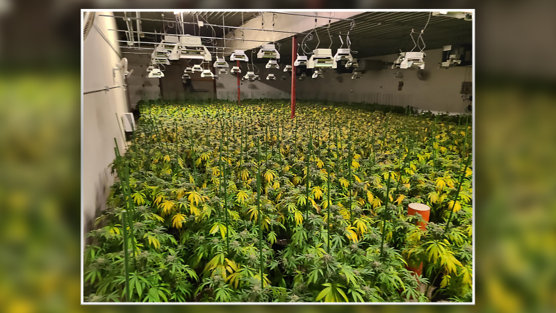 Ontario Provincial Police say 7,600 marijuana plants were found at a location on Highway 132 in Renfrew. (Ontario Provincial Police/handout)