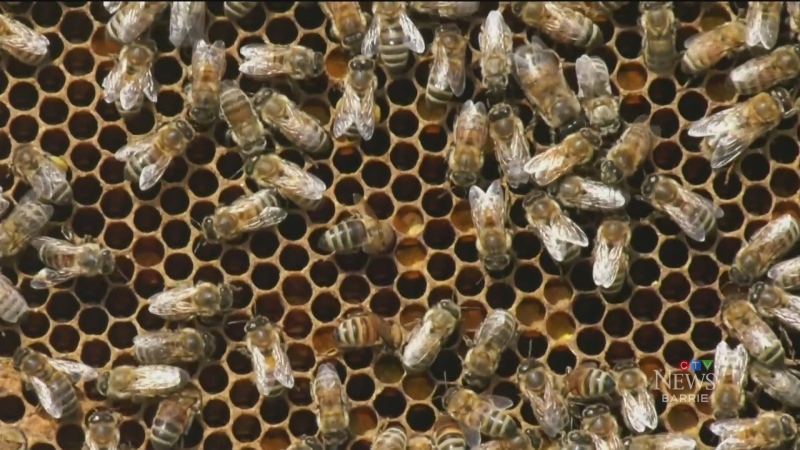 Honey bee concerns