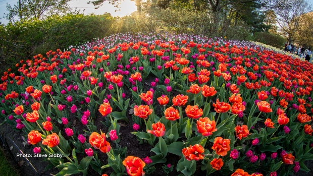 "Tulips at Dow's Lake. The tulips are already fantastic thanks to the warm weather." (Steve Slaby/CTV Viewer)