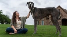 Zeus has been named the tallest dog alive by Guinness World Records. (Source: Guinness World Records via CNN)