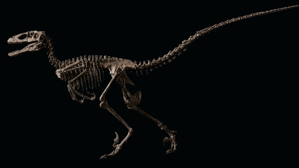 Deinonychus fossil