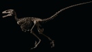 Complete Deinonychus fossils are among the rarest of all dinosaur skeletons, and Hector is the only complete specimen in private hands, Christie's said. (Courtesy Christie's)