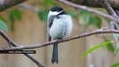In an online vote, nearly 40,000 Calgarians voted for their choice of official bird for the city of Calgary. The black-capped chickadee won with 44 per cent of votes. (Supplied)
