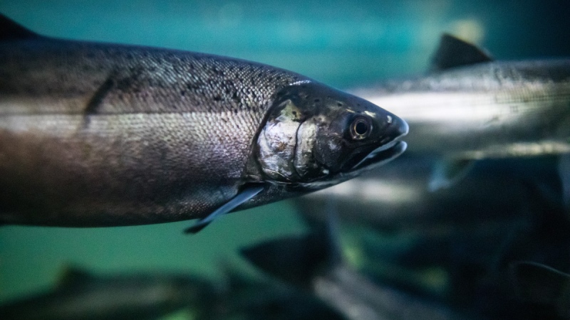 Coho salmon swim at the Fisheries and Oceans Canada Capilano River Hatchery, in North Vancouver, July 5, 2019. THE CANADIAN PRESS/Darryl Dyck