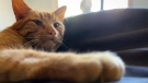 Cat declawing is now banned in Quebec. (Daniel J. Rowe/CTV News)