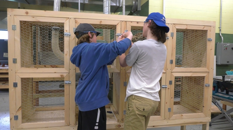Shop class students build pens for animals in the Timmins Fall Fair's 'Grower Program'