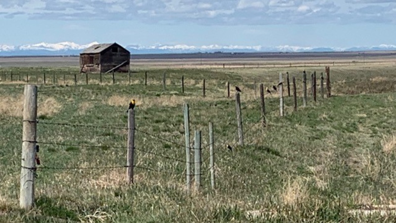 Viewer Marion's prairie scene photo near Brant