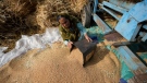 A woman sorts wheat harvested on the outskirts of Jammu, India, on April 28, 2022. (Channi Anand / AP)