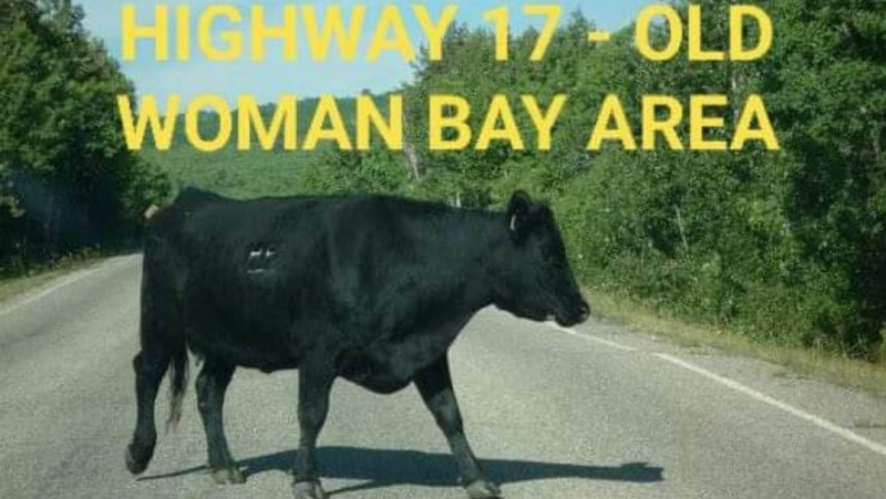 Ontario provincial police said Tuesday about 15 cows remain to be rounded up by contractors following four days of roaming in the Old Woman Road area of Highway 17 north of Sault Ste. Marie. Police photo