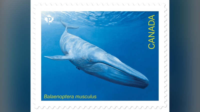 A blue whale is pictured on a Canada Post stamp unveiled in Vancouver on Monday, May 16, 2022. (Canada Post)
