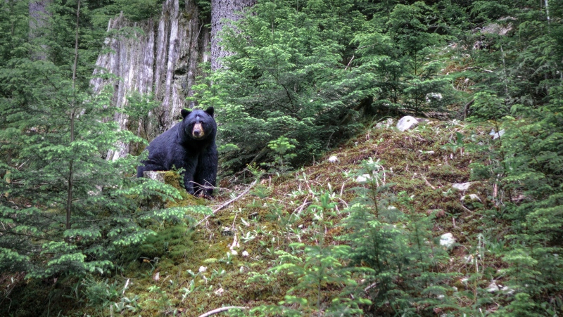 A black bear is seen in North Vancouver in this undated image. (Shutterstock)