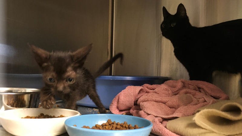The B.C. SPCA is caring for 59 cats and kittens rescued from a home in Surrey's Cloversdale area on May 13 and 14. (Handout)
