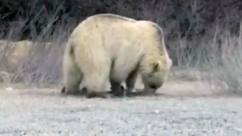 White grizzly bear spotted in Banff National Park