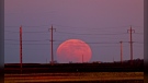 The super flower blood moon is seen near Carman, Man. on May 15, 2022. Image source: Bev McLean