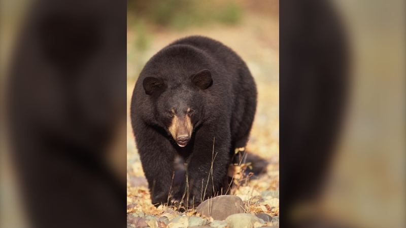 Black bears can be found right across Saskatchewan. (Courtesy: Government of Saskatchewan)