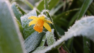 A daffodil coated in frost appears in this photo taken in Mount Forest in April, 2022. (Submitted/Cathy Broughton)