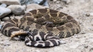 Road crews in B.C. found and rescued a Western Rattlesnake on Highway 8 on May 16, 2022. (Credit: Twitter/TranBC)