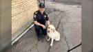 Kernel is a two-year-old labrador retriever who works alongside Deputy Chief Charles LeBlanc.