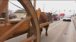 Terry Doerksen and his wife patty are heading down the Red River trail in an authentic ox cart pulled by a shorthorn named Zeke.