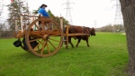 Terry Doerksen and his wife Patty are heading down the Red River Trail in an authentic ox cart pulled by their shorthorn ox named Zeke. (Source: CTV News)