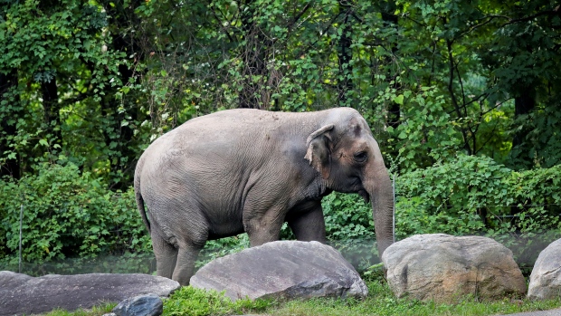 Bronx Zoo elephant "Happy" walks in a habitat inside the zoo's Asia display, Tuesday Oct. 2, 2018, in New York. (AP Photo/Bebeto Matthews, File)
