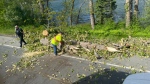 A tree is seen toppled over on the Patricia Bay highway beside Elk Lake in Saanich. May 18, 2022 (BC Transportation / Twitter)
