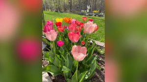 Picture This: Spring Blooms
