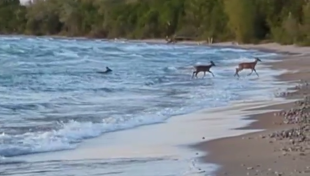 A family of deer were seen swimming in Lake Huron on May 17, 2022. (Source: Brittany and Jordan Maxwell)