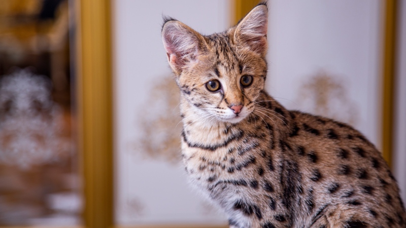 A Savannah cat is shown in a photo from Shutterstock.com