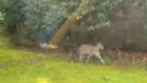 A still image from video provided by Shanlee Johnston shows a Savannah cat that prompted a police response in Vancouver on Wednesday, May 18, 2022.