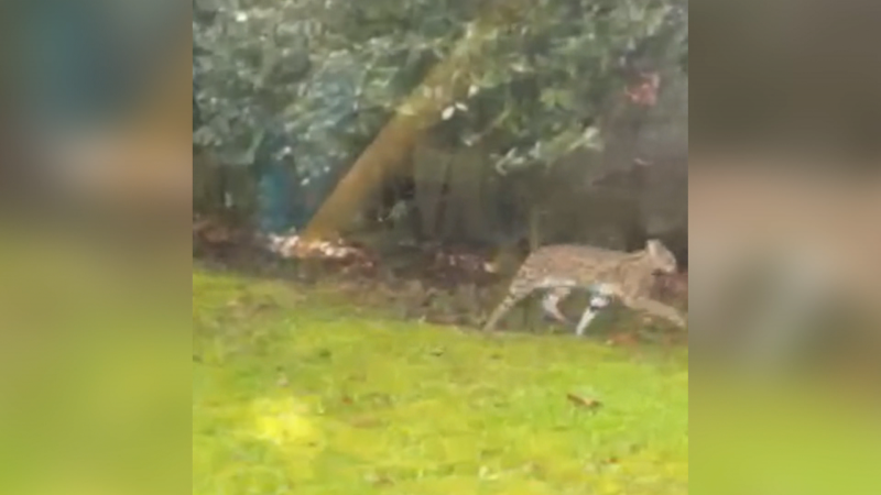 Video shows house cat reported as 'cougar'