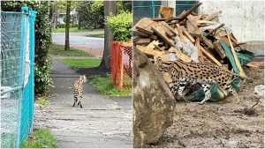 Photos from the B.C. Conservation Officers show a Savannah cat that prompted a police response in Vancouver on Wednesday, May 18, 2022. 