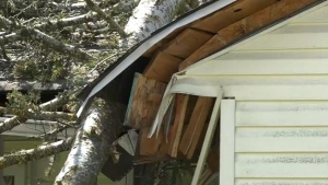 Two trees were blown down onto a Nanaimo home on Wednesday, May 18, 2022. (CTV News)