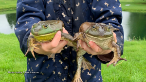An exciting catch for Emma who goes frog hunting every day in the pond next to her house. One of these bullfrogs weighed 14 ounces!!!! (Kathy MacLennan/CTV Viewer)