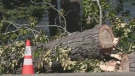 Damaging windstorm sweeps Vancouver Island