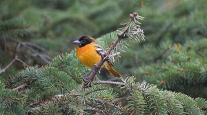 Baltimore oriole at in Lorette, Manitoba. Photo by Annette Courcelles. 