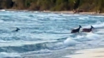 Deer family spotted swimming in Lake Huron