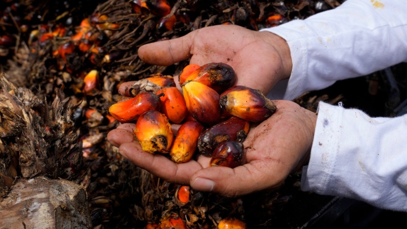 A farmer holds kernels of oil palm fruits in Jakarta, Indonesia, on May 17, 2022. (Tatan Syuflana / AP) 